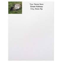 Caribou Custom Letterhead