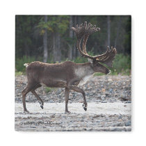 Caribou magnets