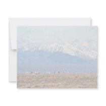Caribou on Brooks Range, Arctic National Wildlife invitations