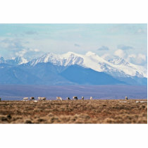 Caribou on Brooks Range, Arctic National Wildlife photo sculptures