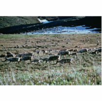 Caribou on Brooks Range, Arctic National Wildlife photo sculptures