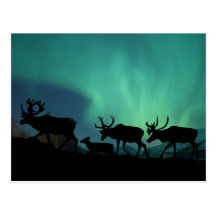 Caribou Post Card