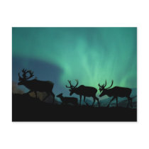 Caribou Post Card
