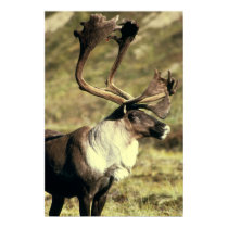 Caribou posters
