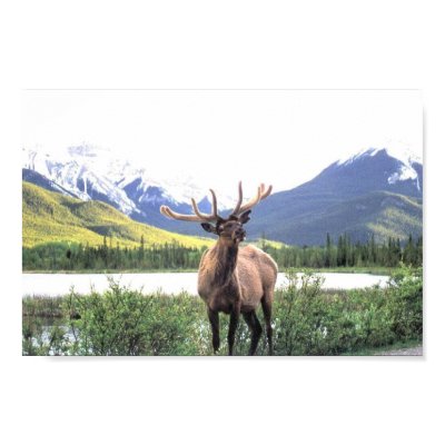 Caribou Posters by dvalen