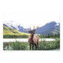 Caribou posters