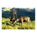 Caribou posters