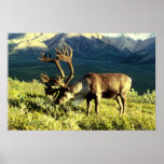 Caribou posters
