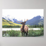 Caribou Posters