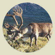 Caribou / Reindeer Lovers