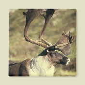 Caribou / Reindeer