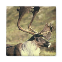 Caribou / Reindeer magnets