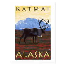 Caribou Scene - Katmai, Alaska Postcards