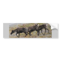 Caribou Trot Bumper Sticker bumper stickers