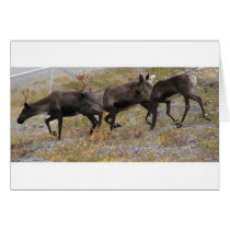 Caribou Trot cards
