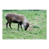 Caribou Using Antlers posters
