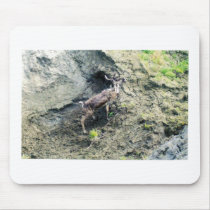 CARIBOW BLUFF (2) MOUSE MATS