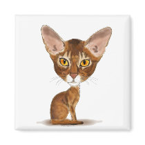 Caricature Abyssinian Magnets