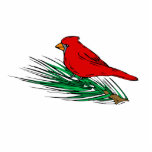 Carlina Cardinal Photo Cut Out