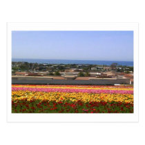 Carlsbad Flower Fields Postcard postcards