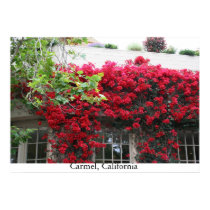 Carmel in bloom posters by shileenk Carmel in bloom posters