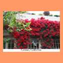 Carmel in bloom posters