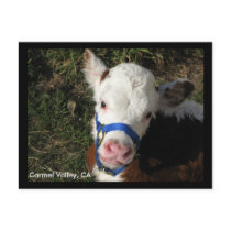 Carmel Valley, CA Postcard by ashale8 Carmel Valley, CA Postcard