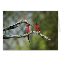 Carmine bee-eaters cards by pshaw_photo Carmine bee-eaters cards