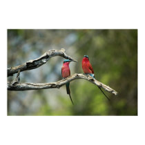Carmine bee-eaters posters by pshaw_photo Carmine bee-eaters posters