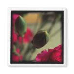 carnation buds fridge magnets