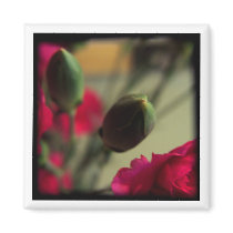 carnation buds magnets