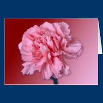 Carnation cards