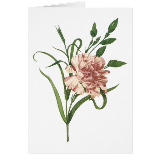 Carnation Cards