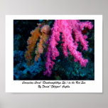 Carnation Coral Print