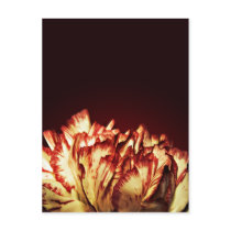 Carnation Fire postcard postcards