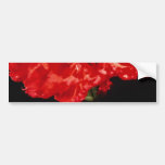 Carnation flowers bumper sticker