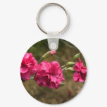carnation carnation