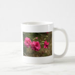 carnation carnation