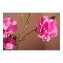 Carnation Pink posters