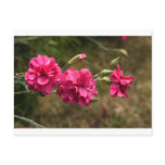 carnation carnation