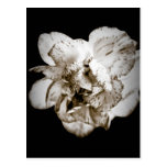 Carnation Postcards