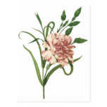 Carnation Postcards