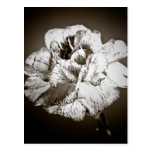 Carnation Postcards