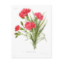 Carnation 'Queen' Postcard
