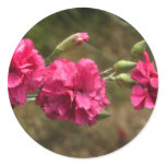 carnation carnation