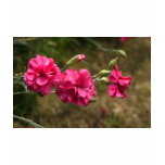 carnation carnation