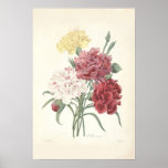 Carnations Canvas Print