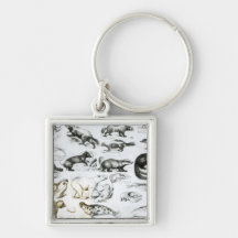 Carnivorous Animals Key Chains