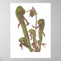 Carnivorous Plant - Darlingtonia californica posters