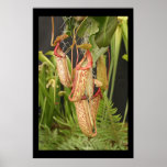 Carnivorous  Plant Posters